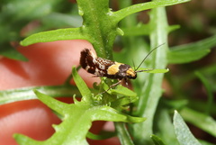Epithymema helias