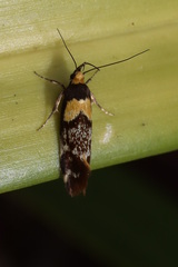 Epithymema helias