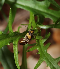 Epithymema helias