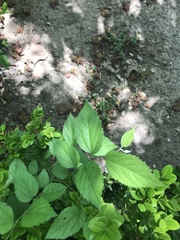 Magnoliopsida
