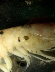 Temnocephalidae