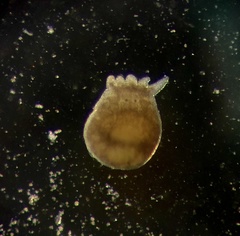 Temnocephalidae