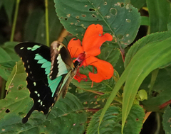 Papilio phorcas