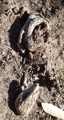 Tiliqua