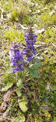Ajuga australis