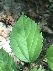Magnoliopsida