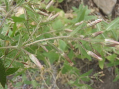 Brickellia amplexicaulis