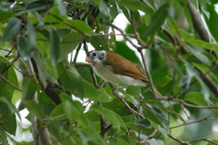 Psittiparus margaritae