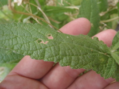 Brickellia amplexicaulis