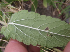 Brickellia amplexicaulis