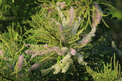 Mimosa spirocarpa