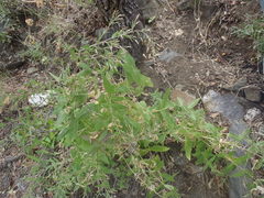 Brickellia amplexicaulis