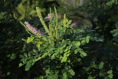 Mimosa spirocarpa