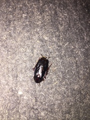 Blatta orientalis