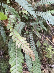 Blechnum parrisiae