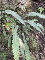 Blechnum parrisiae