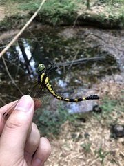 Polycanthagyna melanictera