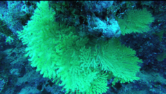 Villogorgia citrina