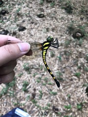 Polycanthagyna melanictera