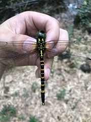 Polycanthagyna melanictera