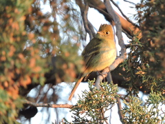 Empidonax occidentalis
