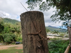 Anolis planiceps