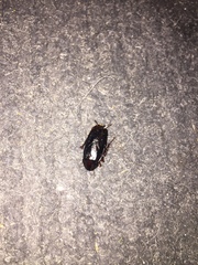 Blatta orientalis