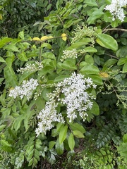 Ligustrum sinense