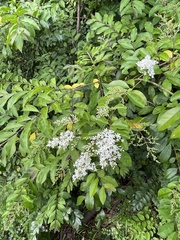 Ligustrum sinense