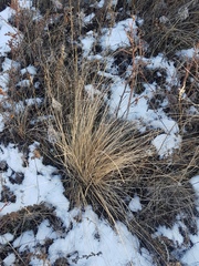 Festuca sibirica