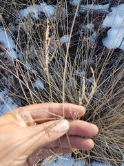 Festuca sibirica