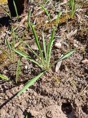 Plantago gaudichaudii