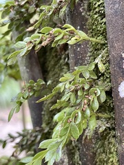 Tmesipteris lanceolata