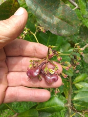 Anacardium