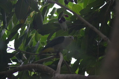 Ptilinopus purpuratus