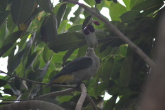 Ptilinopus purpuratus