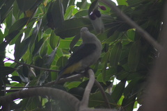 Ptilinopus purpuratus