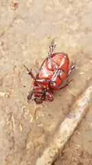 Adoryphorus