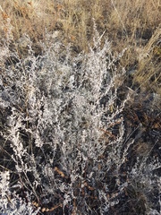 Artemisia messerschmidtiana