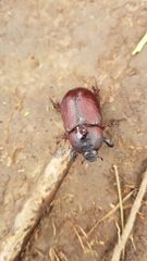 Adoryphorus