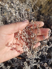 Artemisia messerschmidtiana