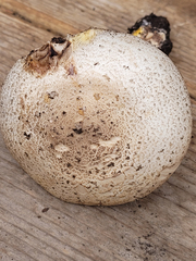 Agaricus buckmacadooi