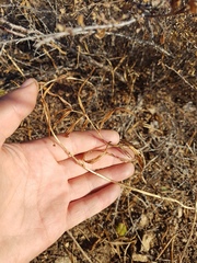 Polygonatum sibiricum