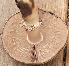 Agaricus buckmacadooi