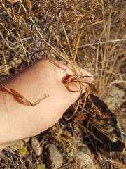 Polygonatum sibiricum