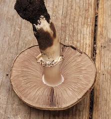 Agaricus buckmacadooi