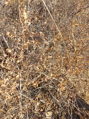 Polygonatum sibiricum