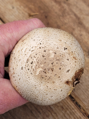 Agaricus buckmacadooi