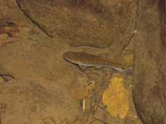 Pseudoxiphophorus bimaculatus