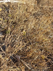 Ephedra dahurica